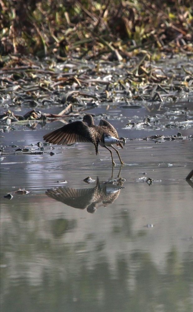 Фотография автора SYED AKBAR