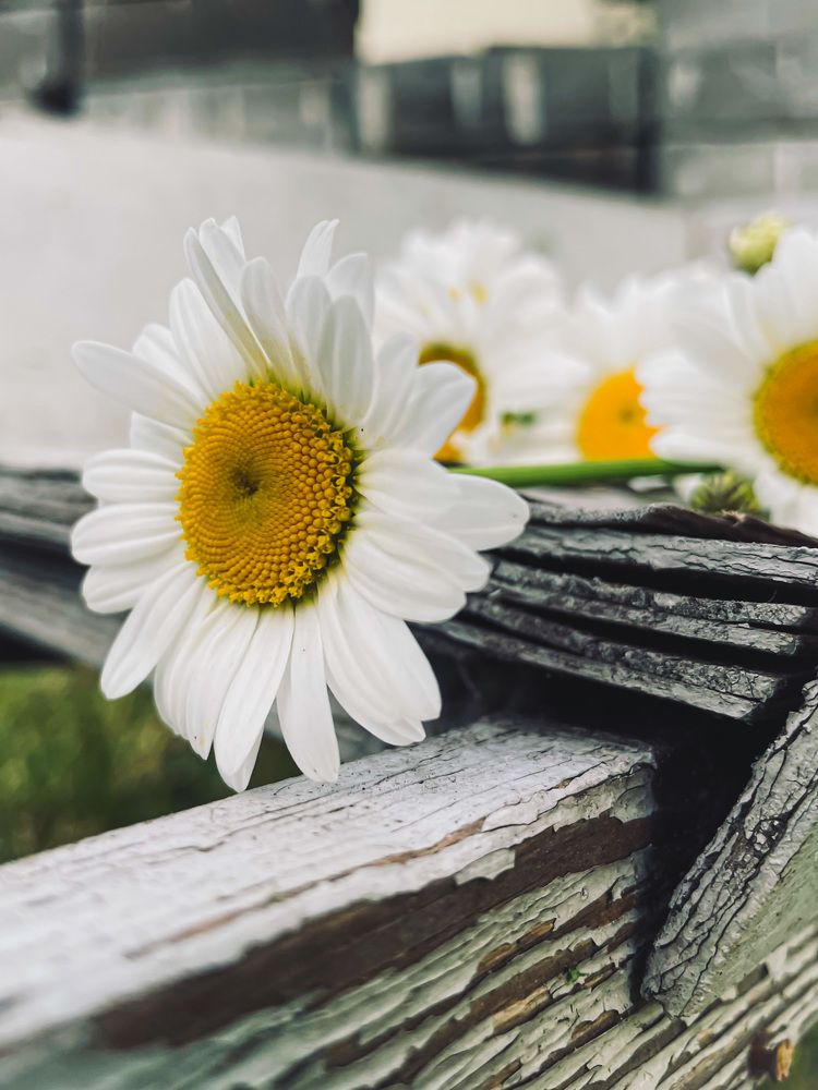 Photograph by Марина Тверитнева