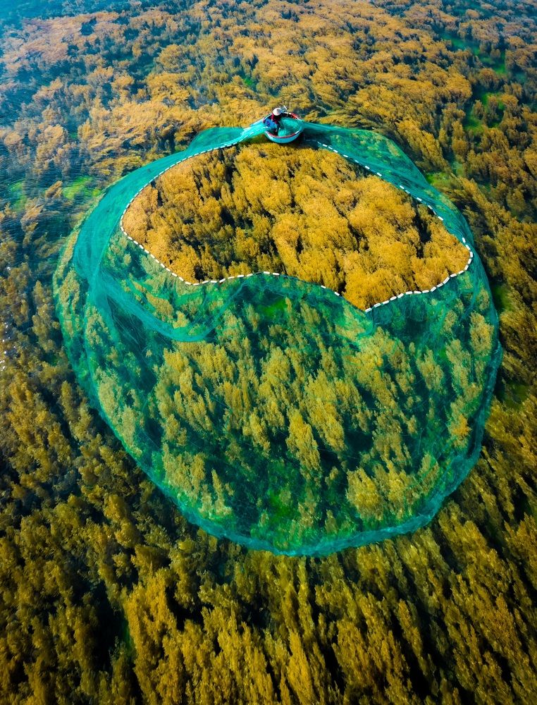 Catching fish on a mass of yellow seaweed