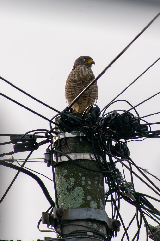 Photograph by Mauricio Santiago Boulogne