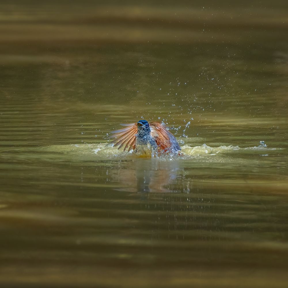 Photograph by Susavan Aditya