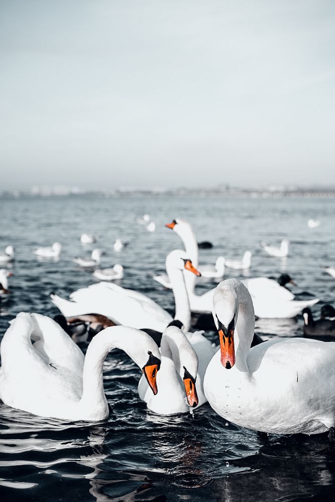 Photograph by Микаил Зулфугаров