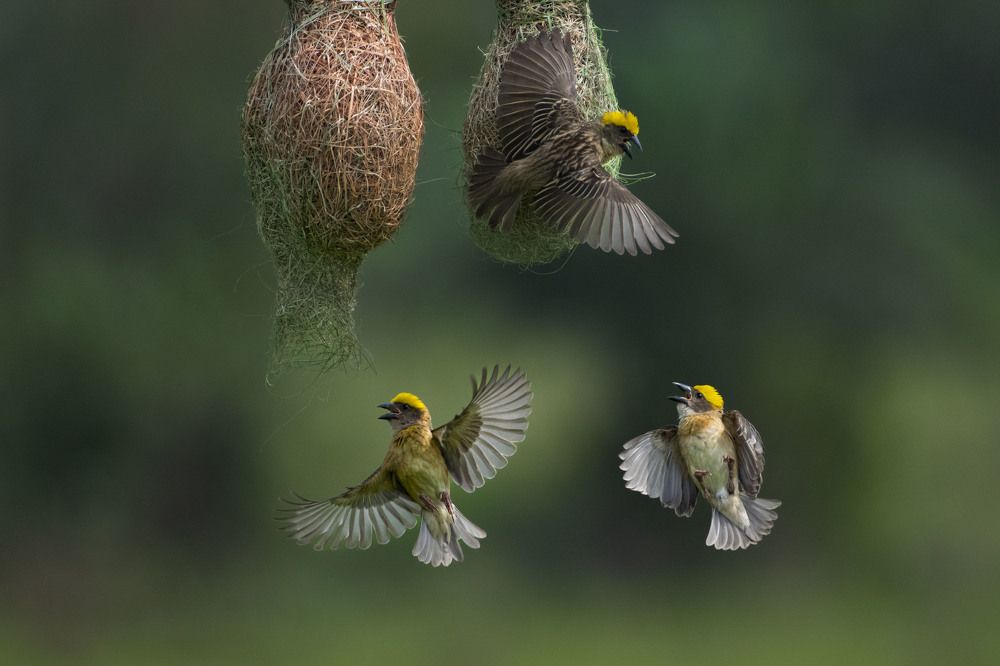 Tiny bird in action.