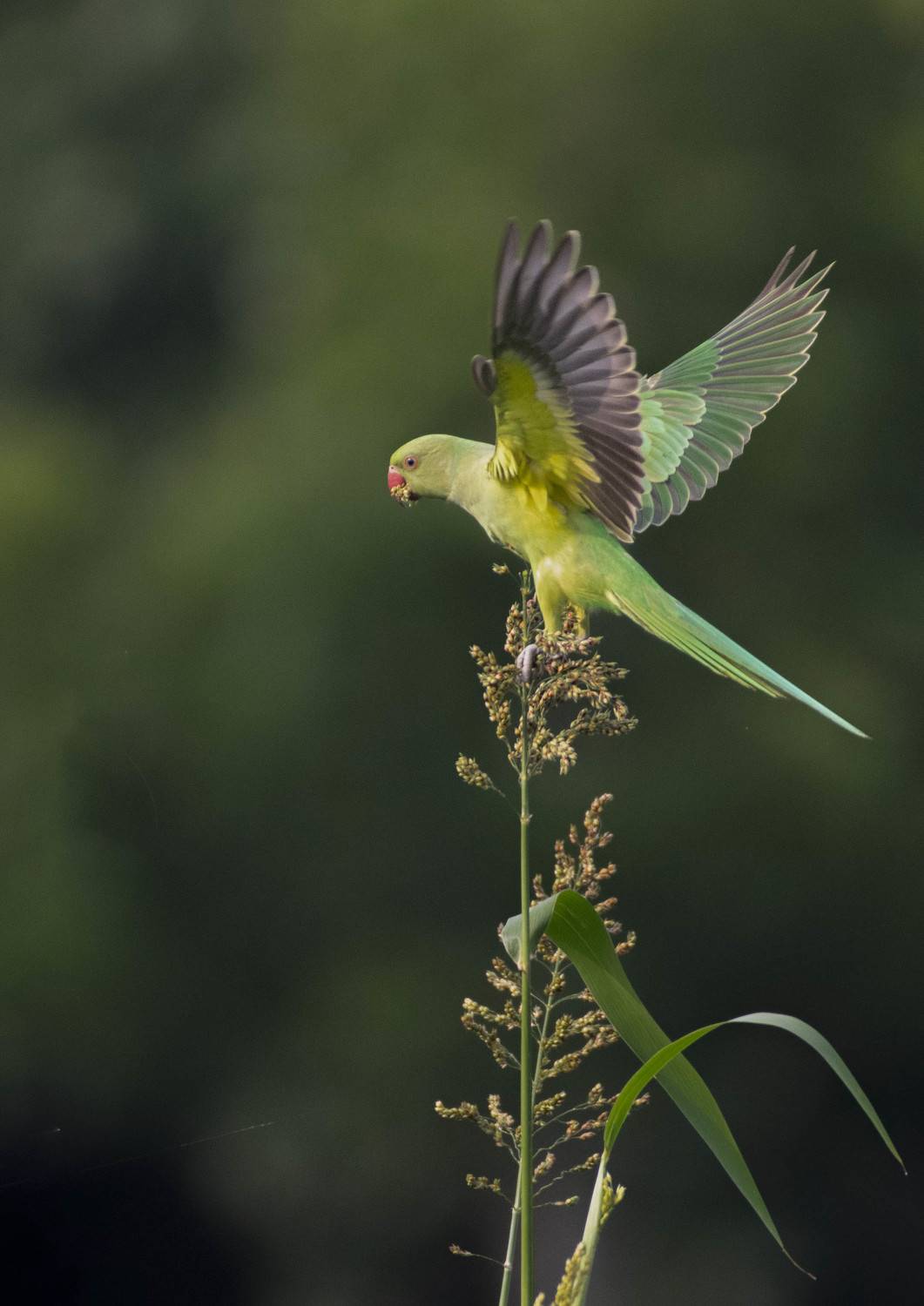 Power of wings.