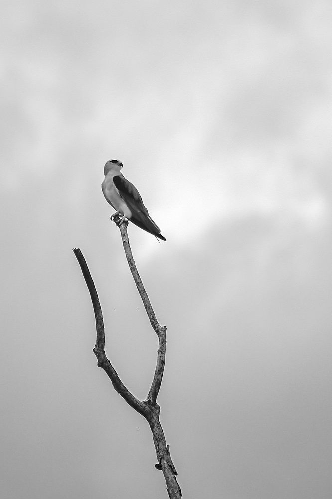 Photograph by Akash KC