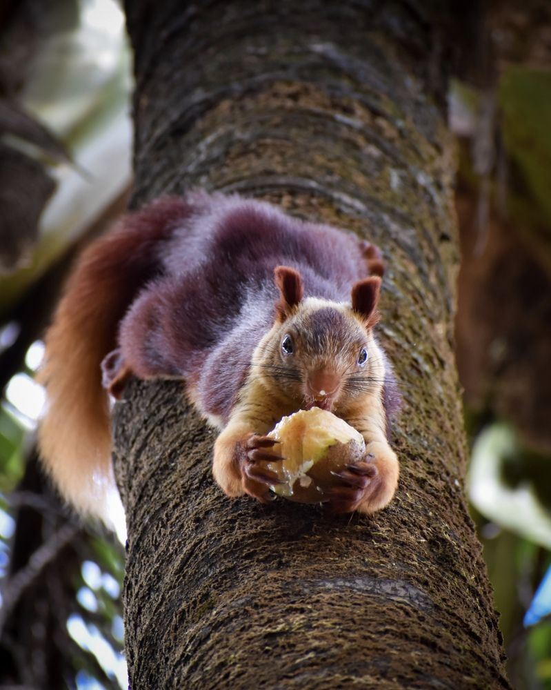 Photograph by Akash KC