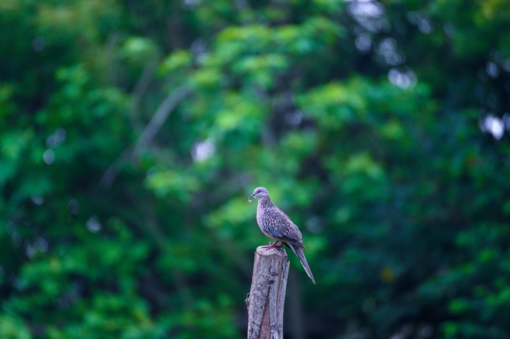 Photograph by Sharad Mansharamani