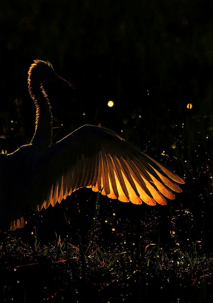 Photograph by George S George