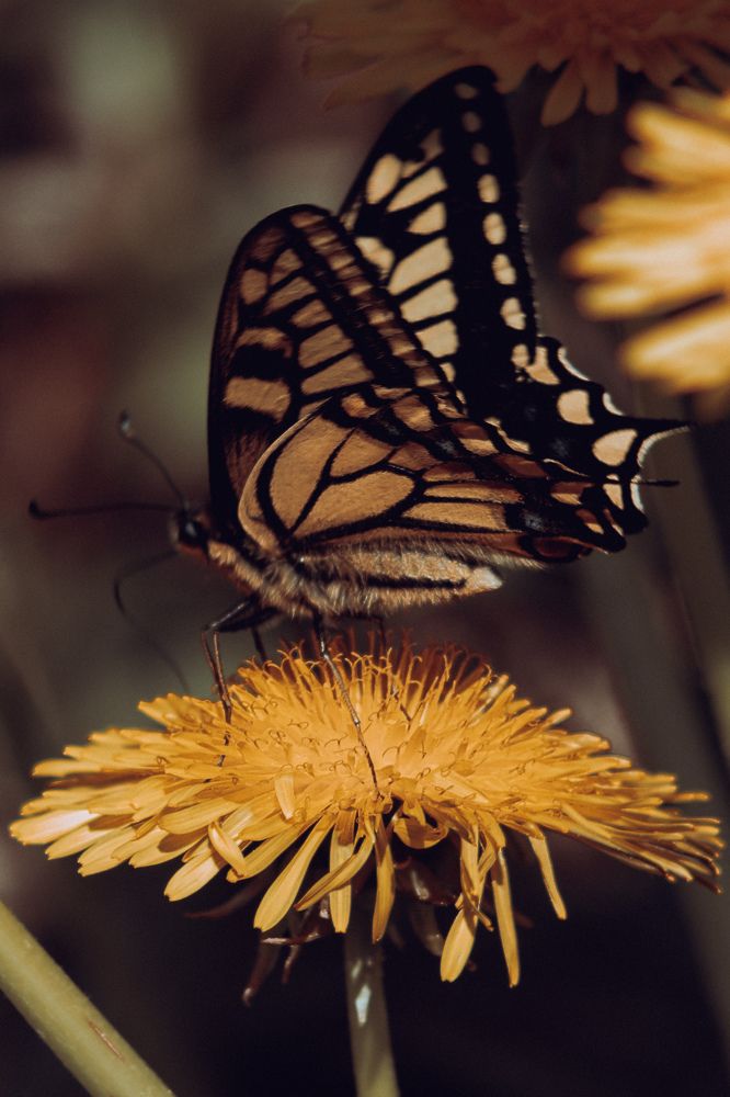 Photograph by Тамара Аржанова