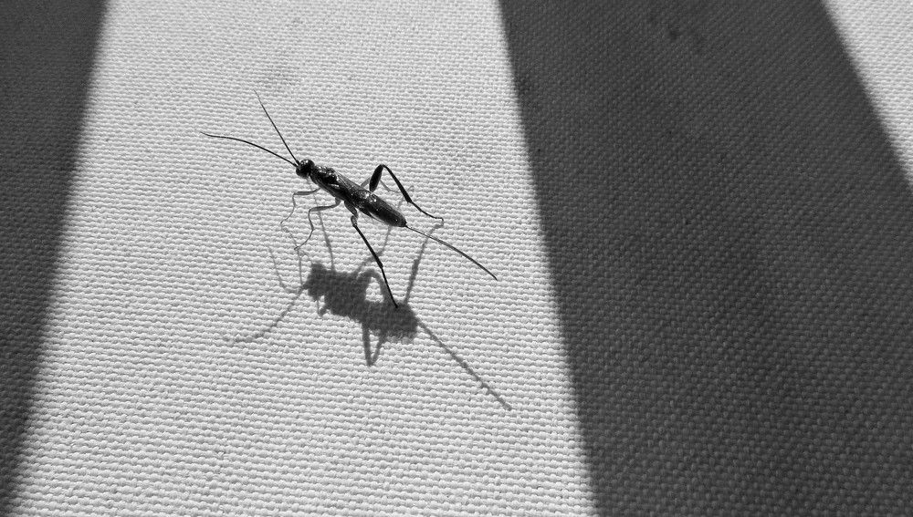 Photograph by Елена