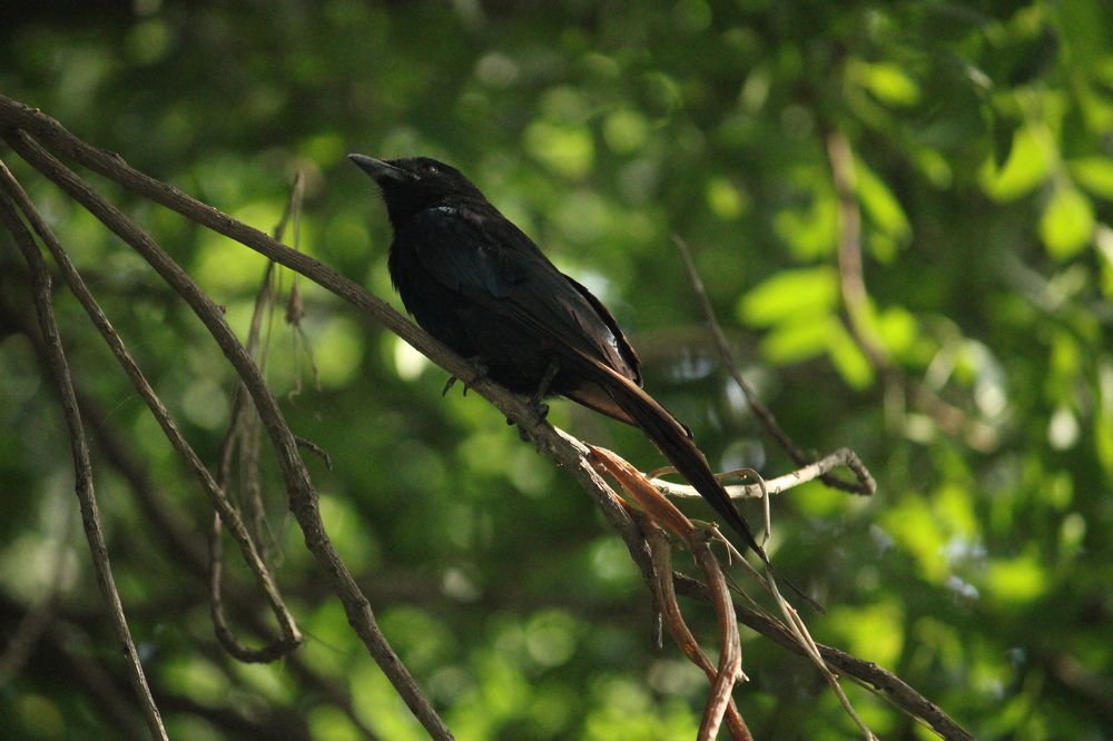 Photograph by Vishwa Trivedi