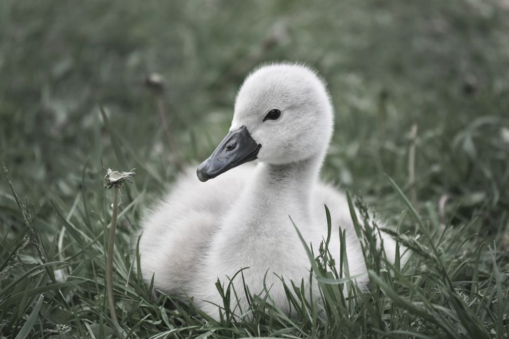 Photograph by Aušrinė Bui