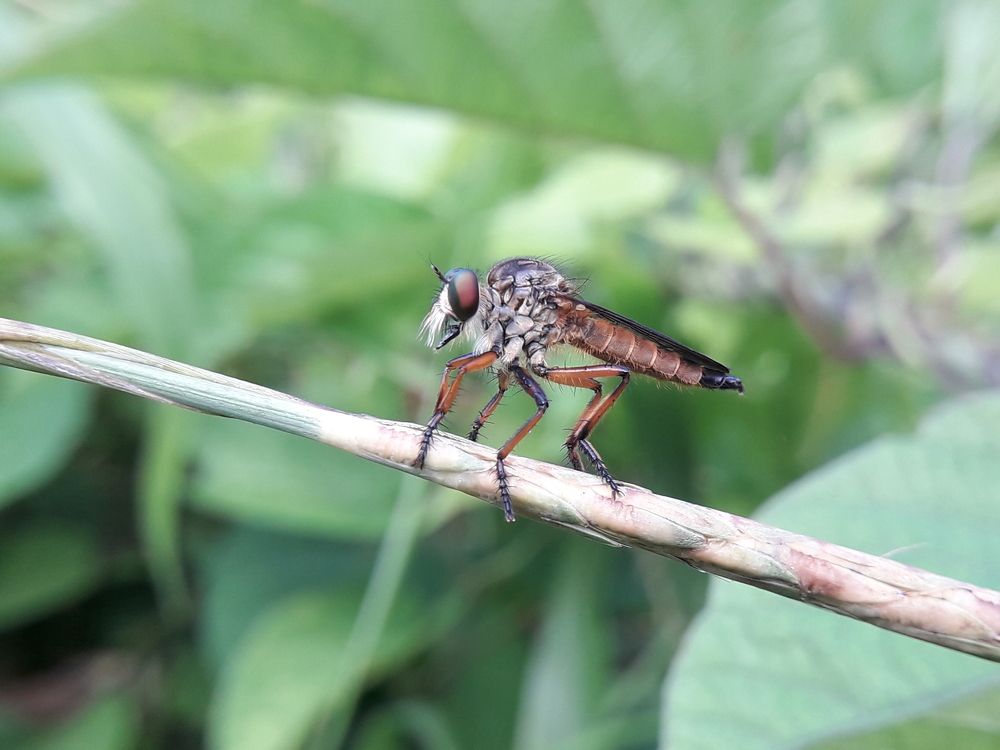 Photograph by Terence Ignatius