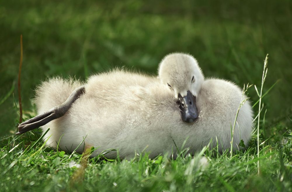 Photograph by Aušrinė Bui