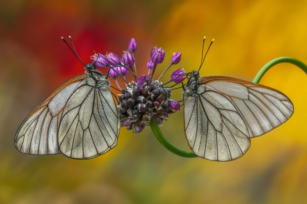 Photograph by Sara Jazbar