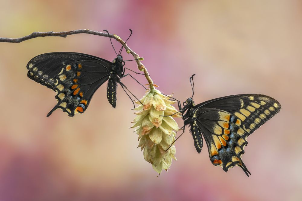 Photograph by Sara Jazbar