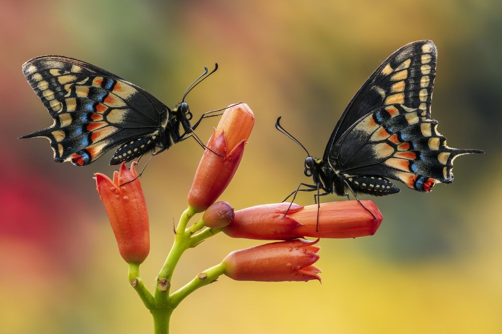 Photograph by Sara Jazbar