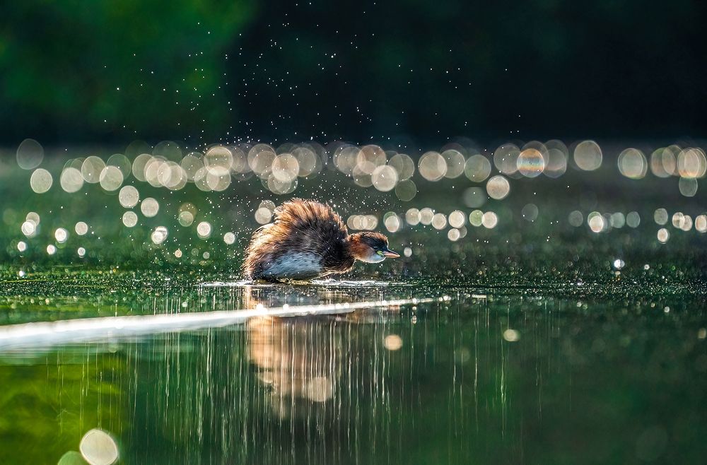 Photograph by Dipin Sreepadmam