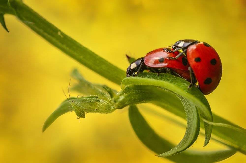 Photograph by Sara Jazbar