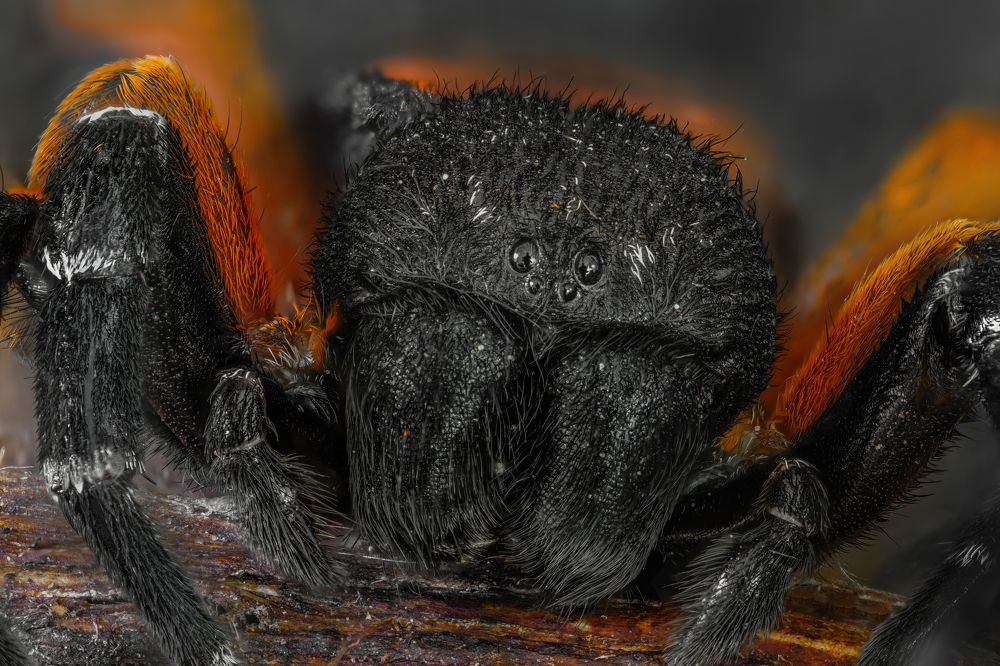 Photograph by Sara Jazbar