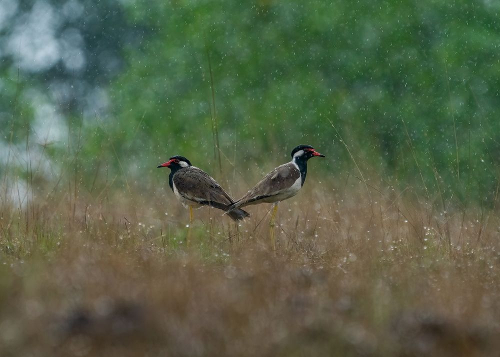 Photograph by Dipin Sreepadmam