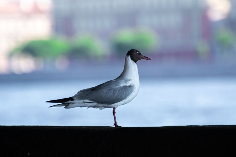 Фотография автора Игорь Ахремчик