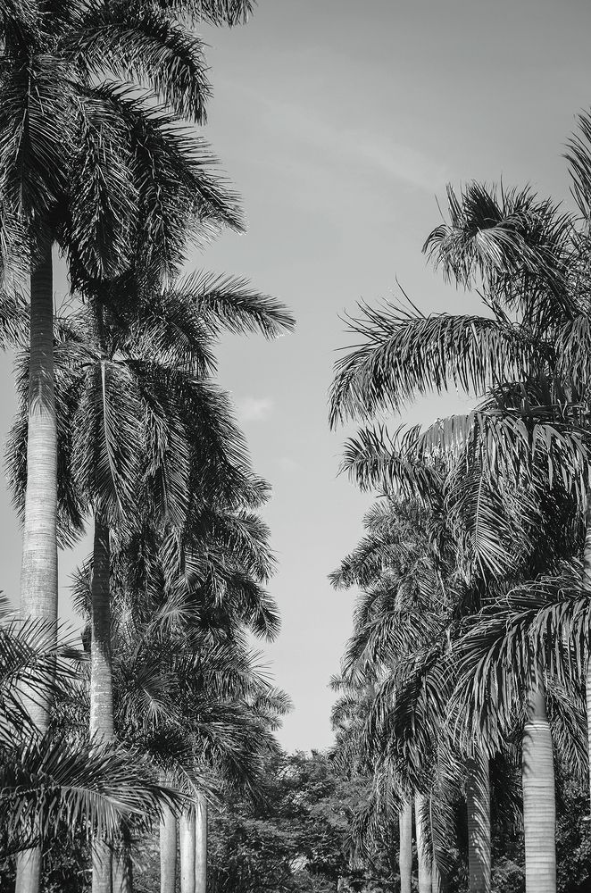 Cuban Palms