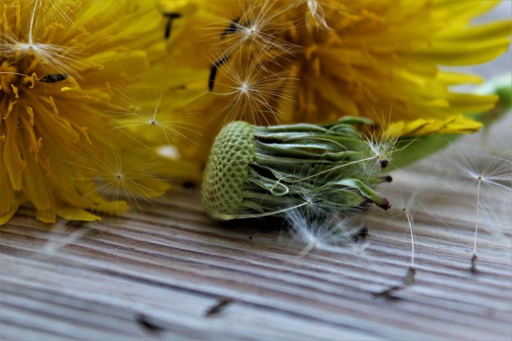 Photograph by Елена Фопа