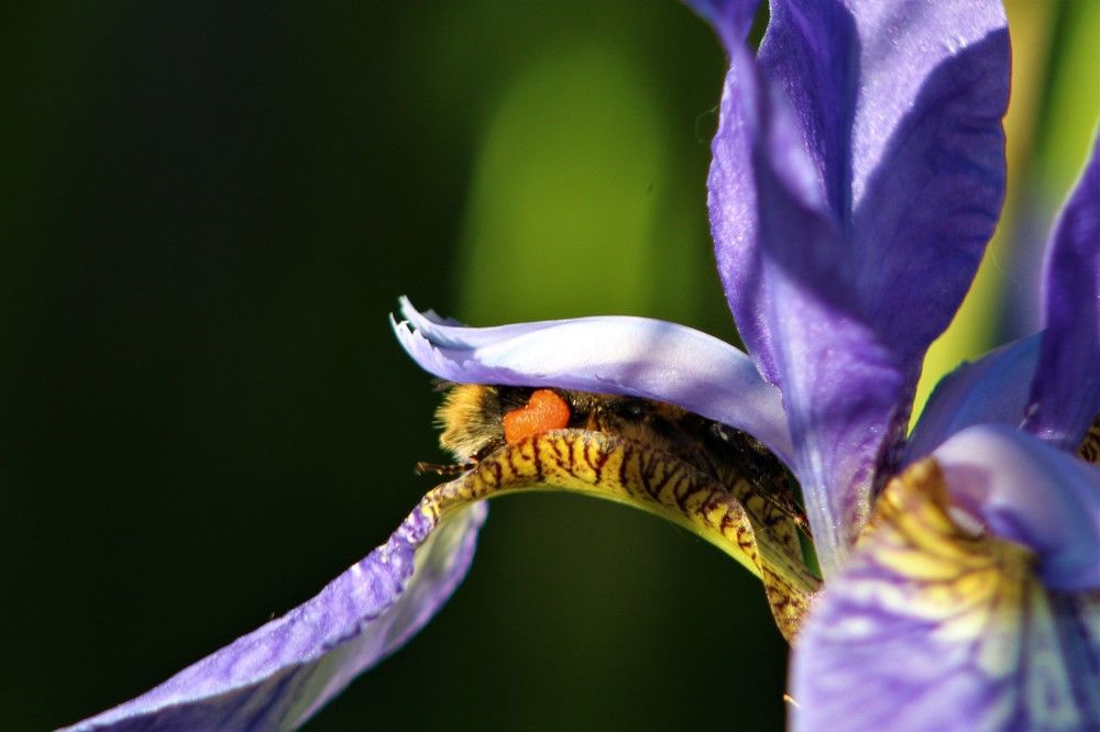 Photograph by Елена Фопа