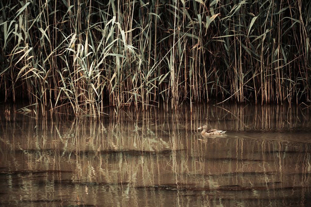Photograph by Владимир Зайцев