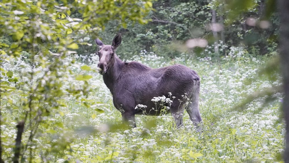 Photograph by Марина Безенкина