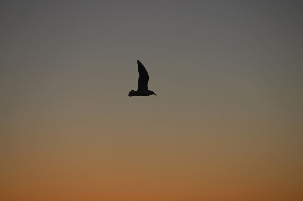 Photograph by Елена Петрова