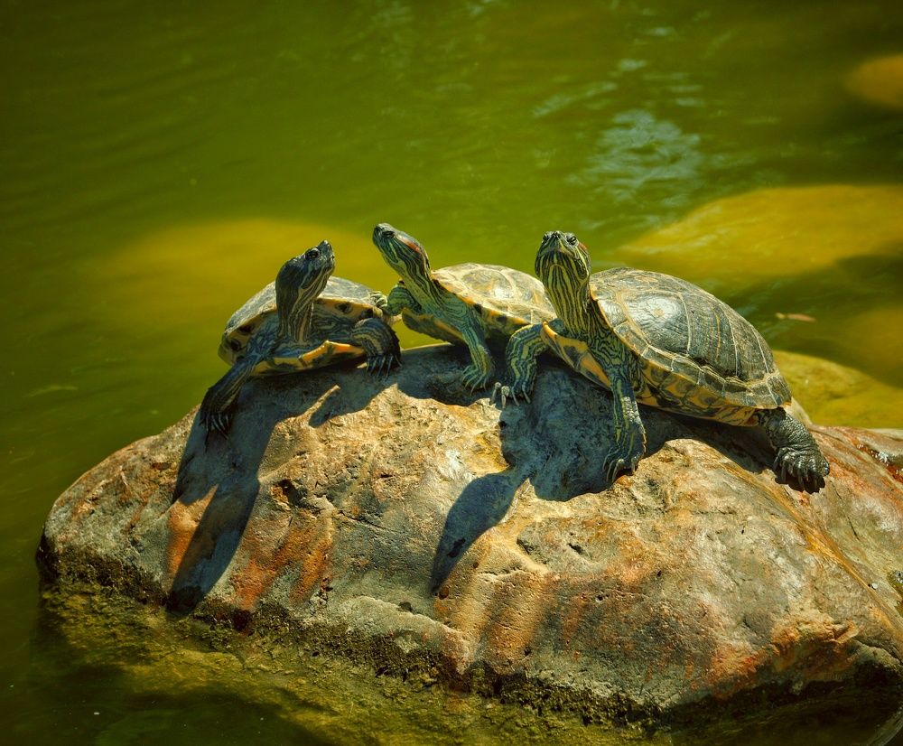 Photograph by Михаил Саидов