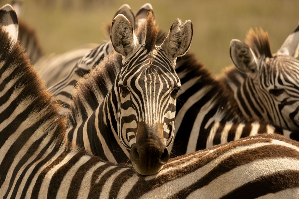 Photograph by Raquel Barao