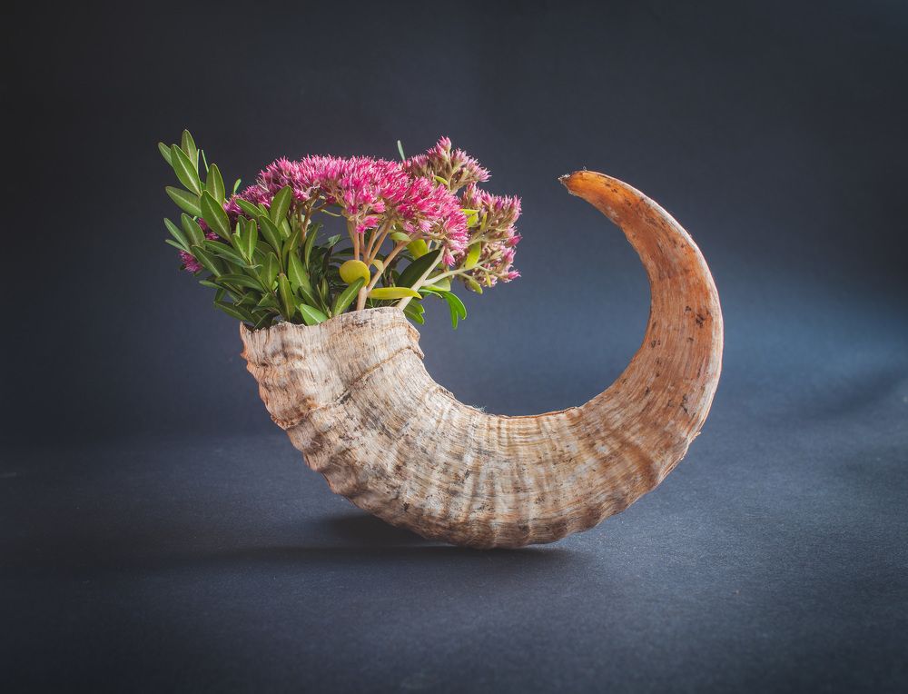 Фотография автора Elena Ozornina