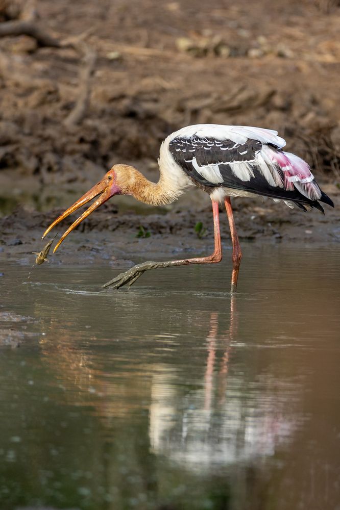 Photograph by Umesh Ranasinghe