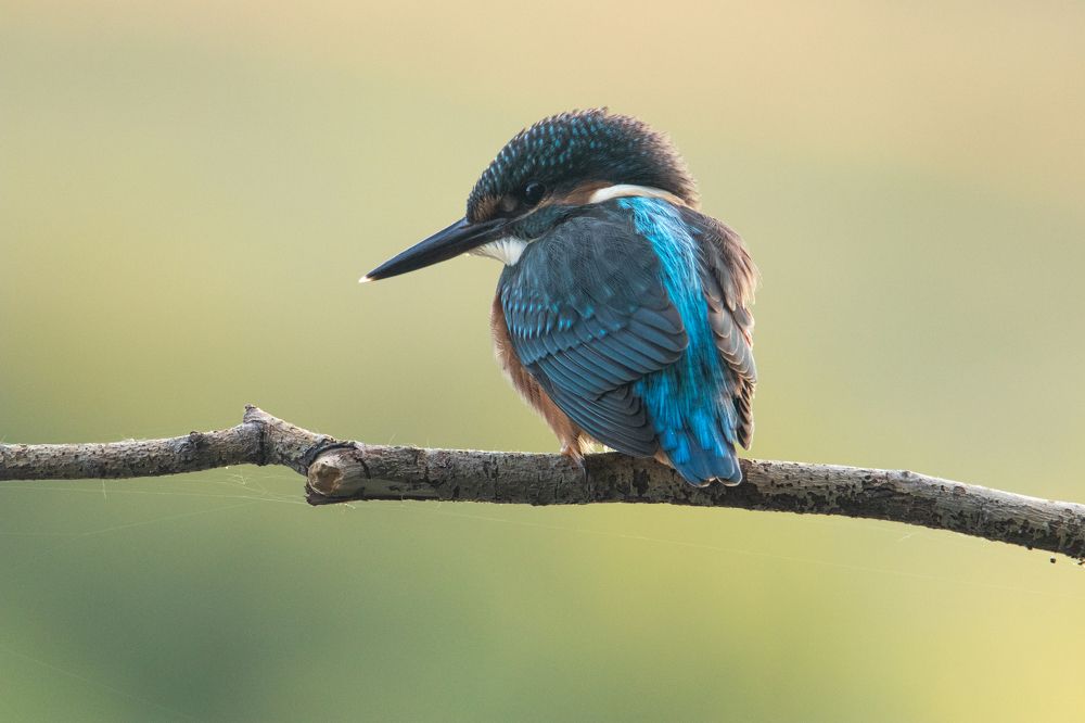 Photograph by Цветков Сергей