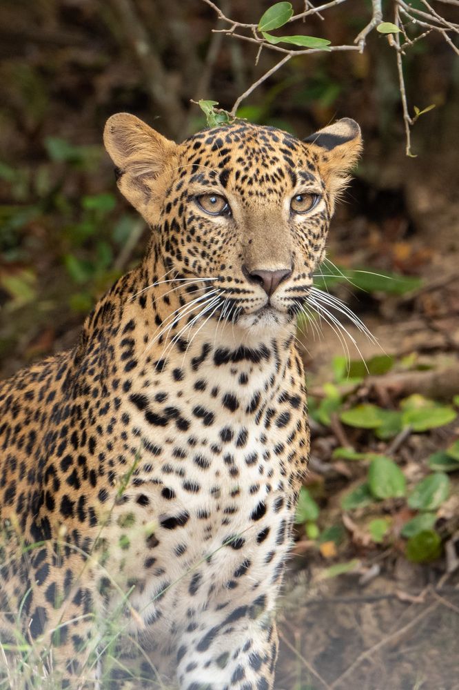 Photograph by Umesh Ranasinghe