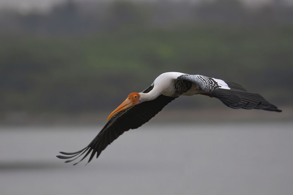 Photograph by G N RAJA