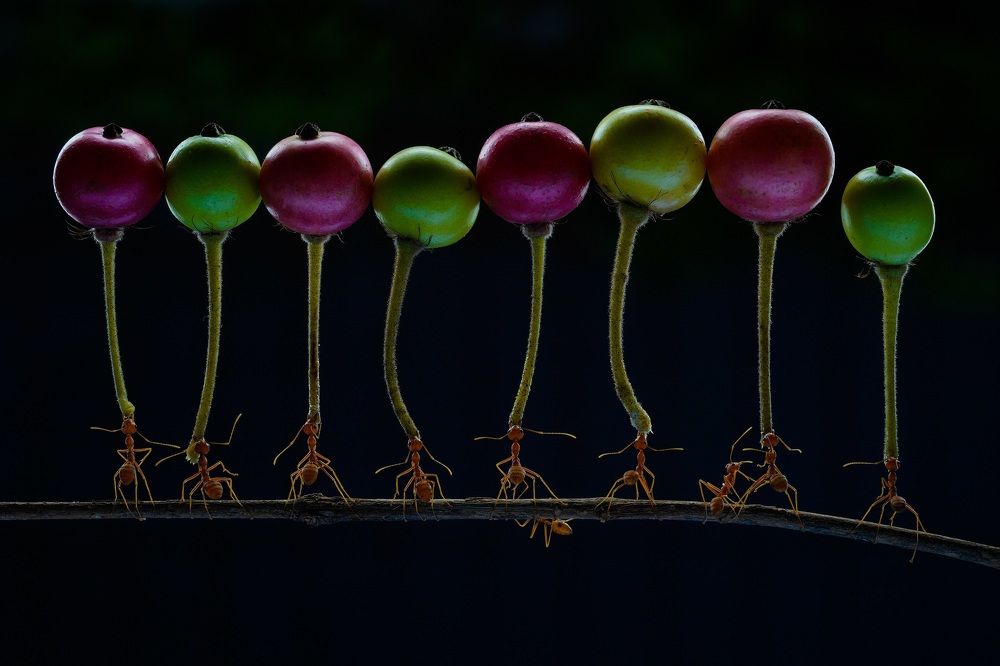 Photograph by Dikye Ariani