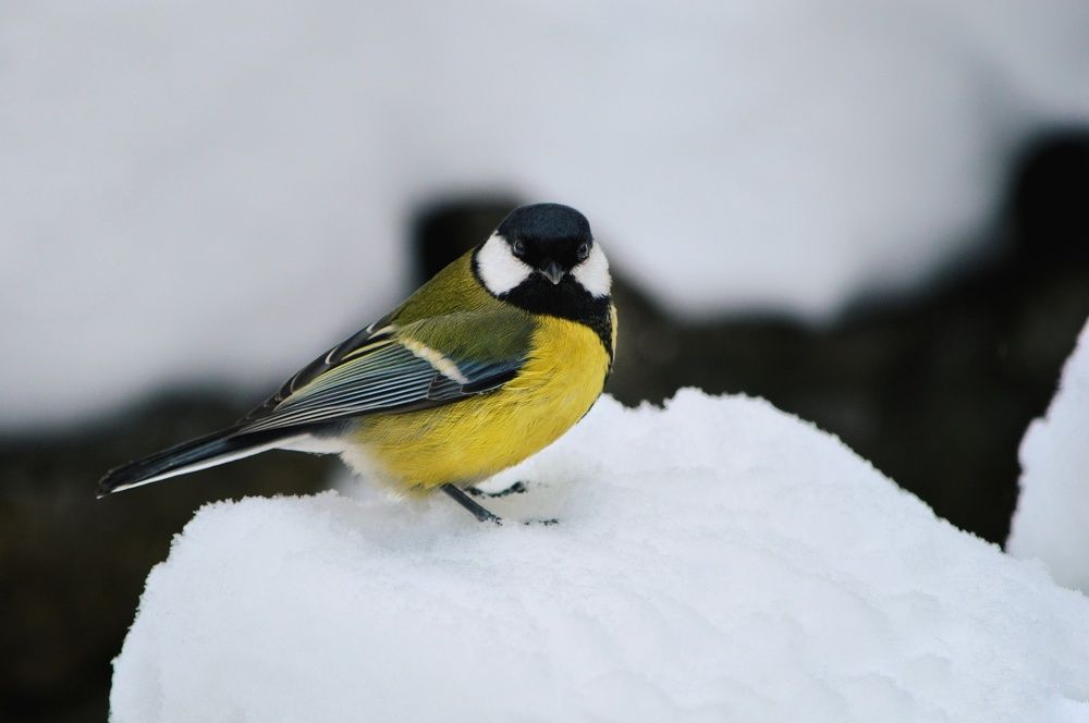 Photograph by Светлана Лехмус