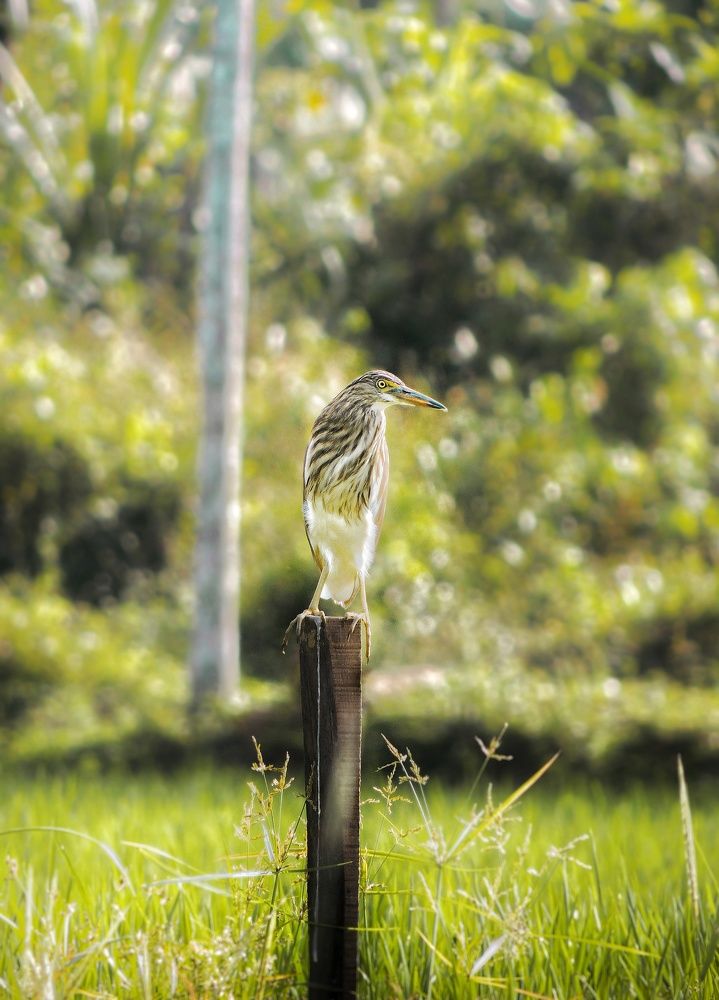 Photograph by Jith Govind Ethihas