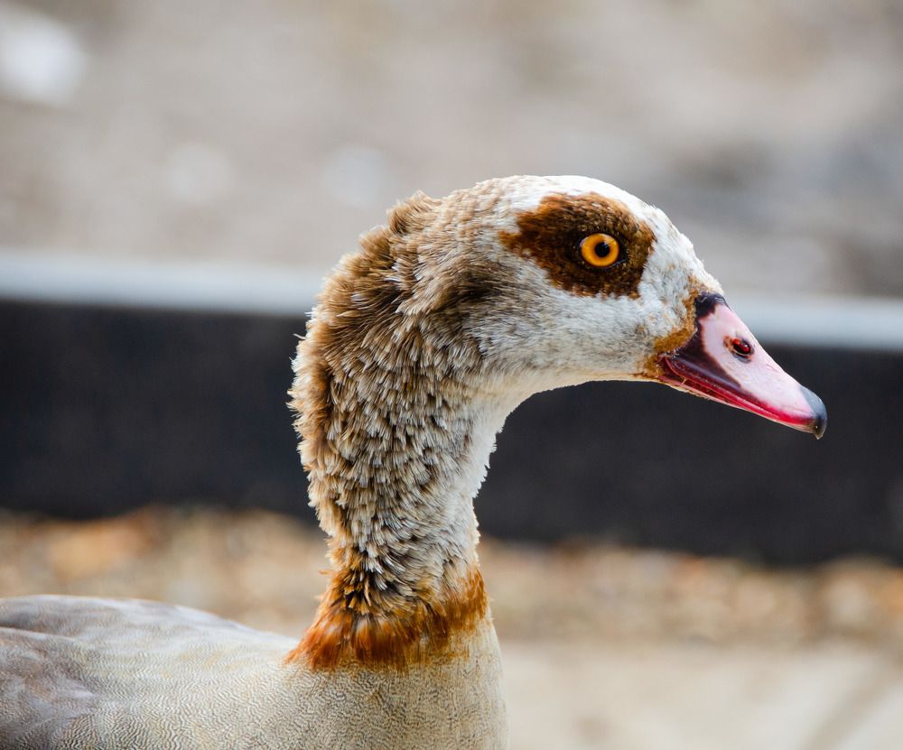 Photograph by John Blake