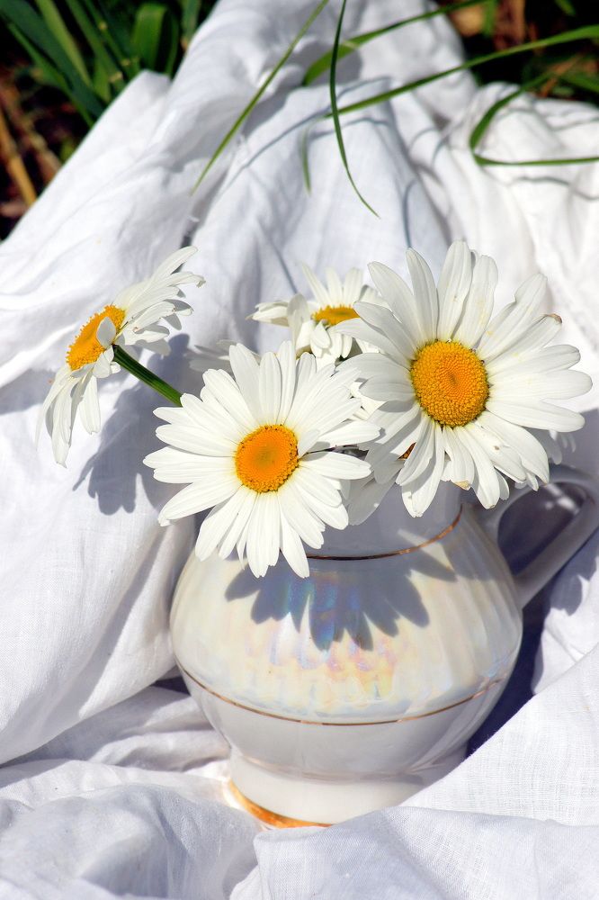 Натюрморт на даче