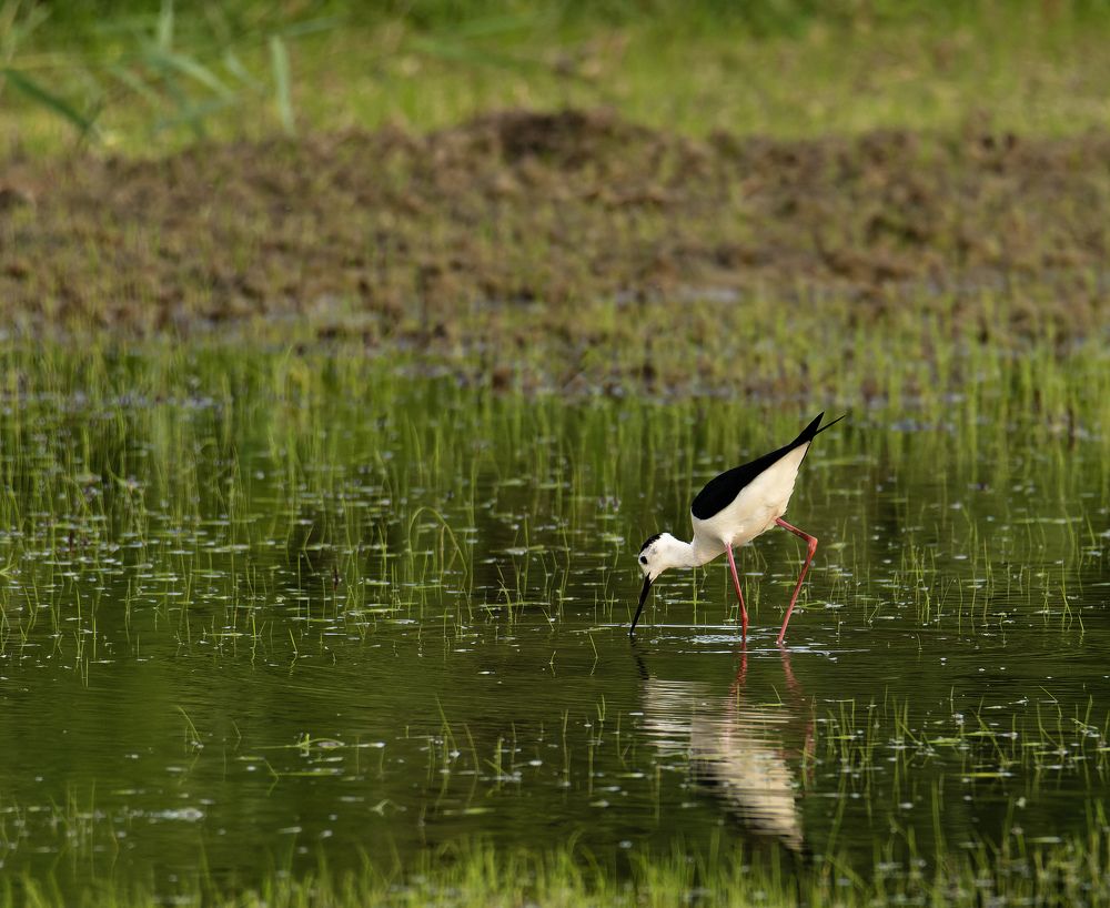 Photograph by René Richard Verona