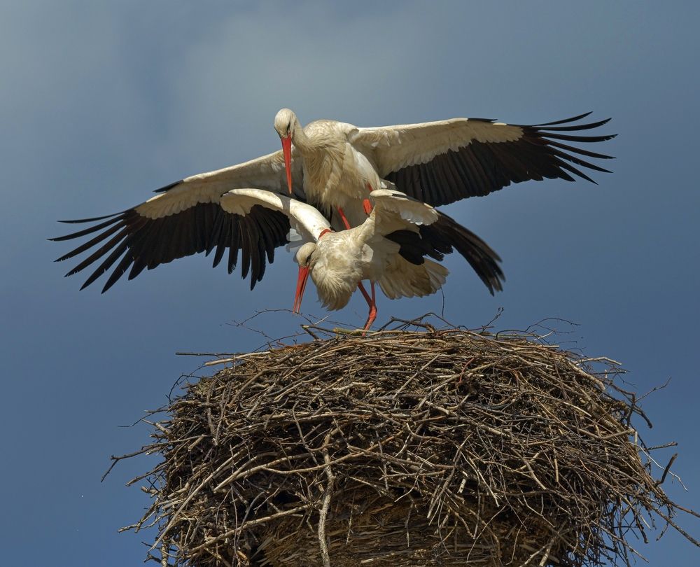 Да будет аистов много разных и красивых