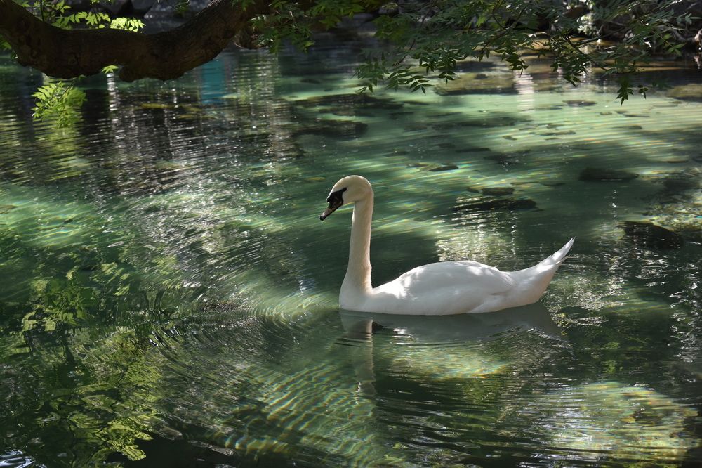 Белый лебедь