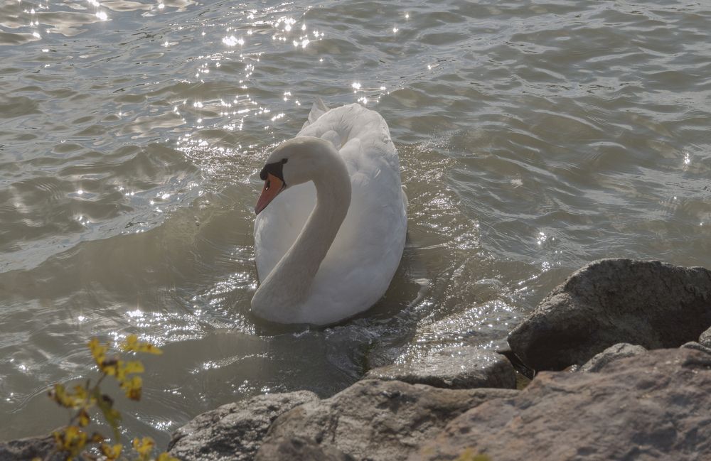 Photograph by Светлана Мельник