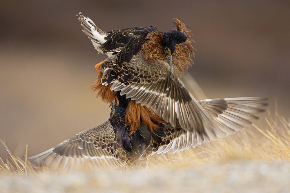 Photograph by Jose R Castello