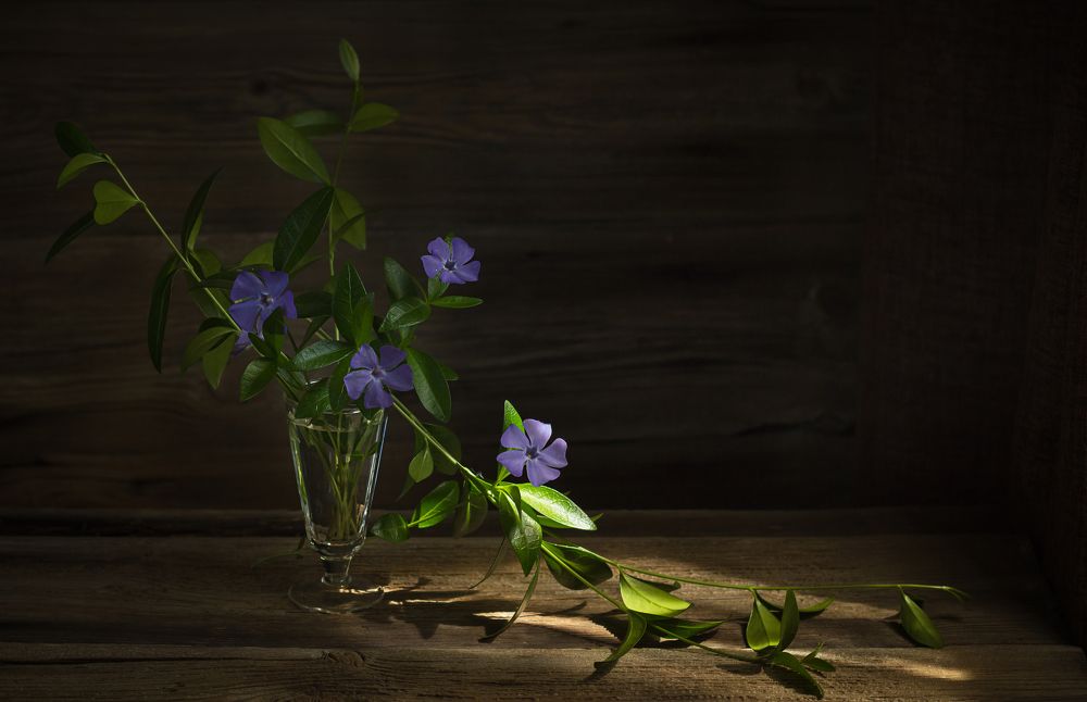 Photograph by Елена Хвойнова